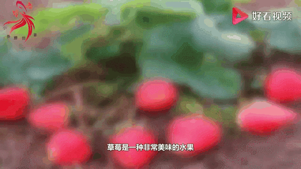 草莓视频hse黄色：探索草莓视频HSE：全新视角下的精彩内容与互动体验