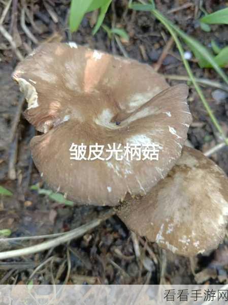 旧版蘑菇视频懂你最多：探秘蘑菇视频：揭秘你不知道的精彩内容与功能