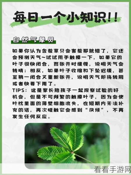 含羞草实验究究所隐藏路线：揭开含羞草实验背后的秘密与隐藏路线的探索之旅