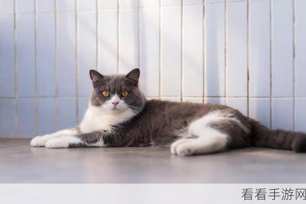 91糖芯柚子猫：“91糖芯柚子猫：甜蜜宠物伴侣，陪你度过每一天！”