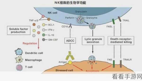 缩小放在nK里：拓展与缩小的平衡：在nK环境下的新视角探索