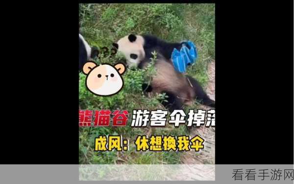 大熊猫捡到游客的伞还给撑开了：大熊猫友好举动：捡到游客伞后竟然撑开了！