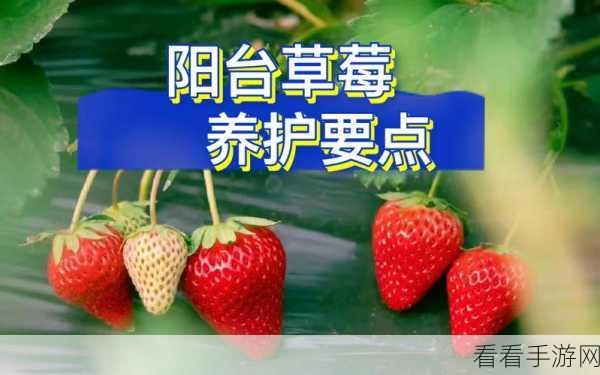 7160草莓视频最新在线观看：7160草莓视频：畅享最新热播影视剧的精彩体验