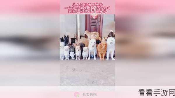 的意思打牌不盖被子全程直：“打牌不盖被子的乐趣与挑战全程体验分享”