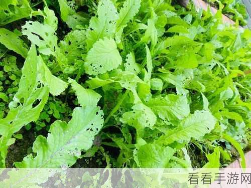 91.拨罗卜：拨罗卜：从种植到美食的全方位探索与分享