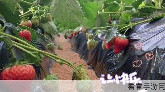 旧草莓无线观看：探寻旧草莓的无尽魅力与新生可能性