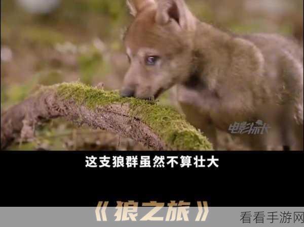 亚洲卡1卡2卡三卡四老狼：探索亚洲文化的魅力：从卡1到卡四老狼之旅