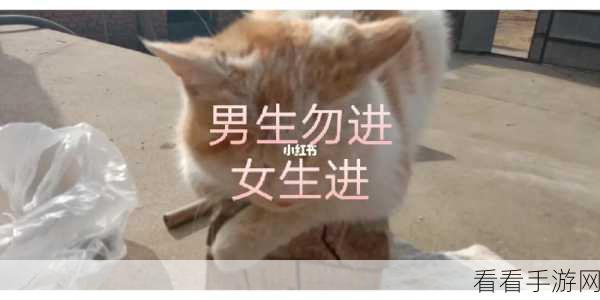 男生女生一起努力生猴子软件：共同奋斗，携手创造美好未来的交友平台