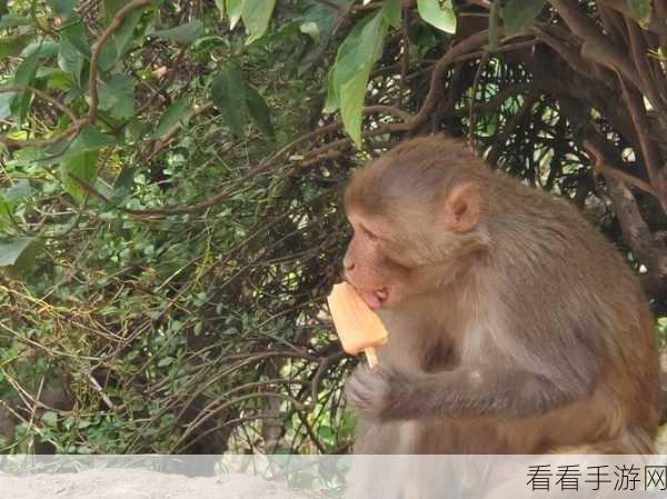 二人生猴子的全程不盖被子黄：二人共享欢乐时光，猴子全程不盖被子的搞笑故事