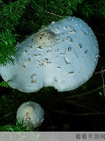 旧版蘑菇视频懂你最多：探索新版蘑菇视频，发现更多精彩内容与乐趣