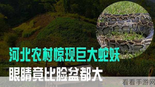 广西深山惊现大蛇精：广西深山惊现巨型蛇精，震撼当地村民！