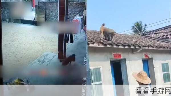 生猴子：生猴子：探索灵长类动物的神秘与智慧之旅