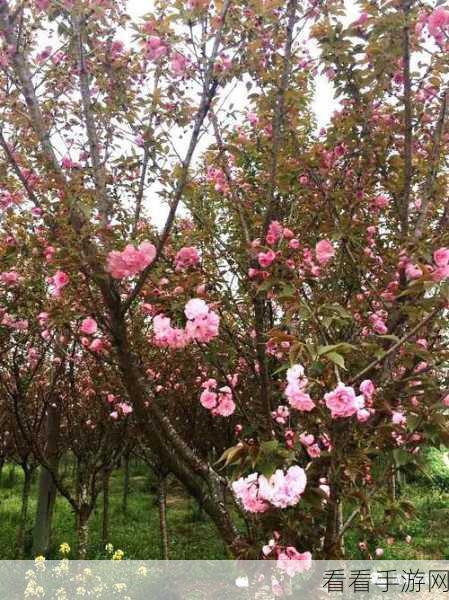 樱花视频日本大豆行情：深入分析樱花视频中的日本大豆市场行情走势