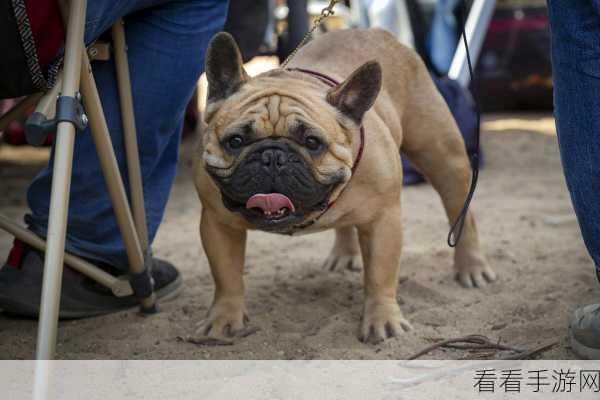 puppy：探讨小狗的成长与教育：培养忠诚伴侣的艺术