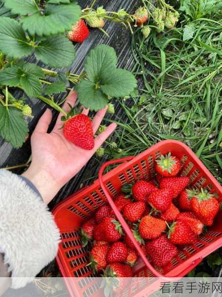 草莓视频黄页：探索草莓视频黄页：海量资源与精彩内容尽在掌握！