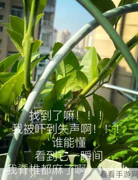 张叔救救我里面有小虫子：张叔救救我：神秘小虫子的奇幻冒险