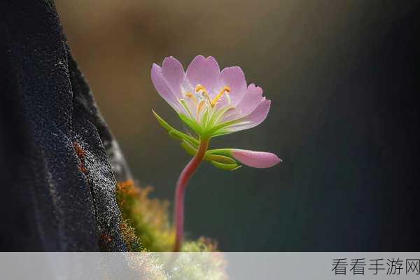 野花社区在线：探索拓展野花社区在线的多元文化与交流平台