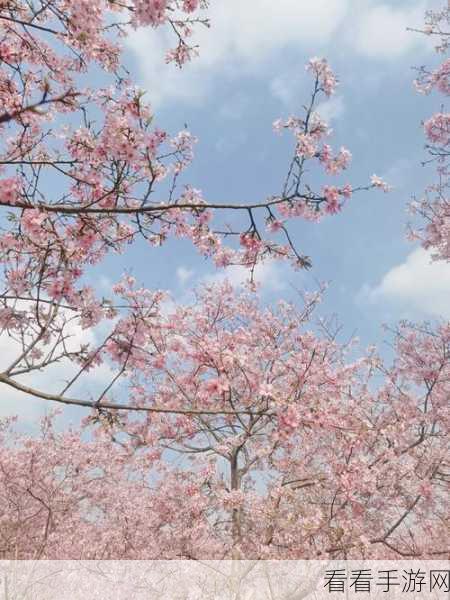 漾出flower樱花有翻译：“绽放美丽樱花，感受春日的温柔与浪漫”