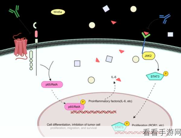 17c.1：“探索17C.1的潜在影响与应用前景”