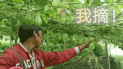 吃瓜网朝阳群众：吃瓜群众齐聚朝阳，共同见证社会热点新动态