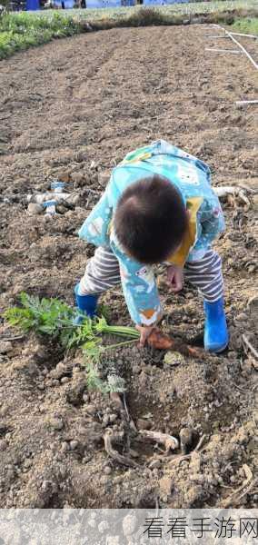 拔萝卜生侯子：“拔萝卜的乐趣与生长过程：从种子到收获的故事”