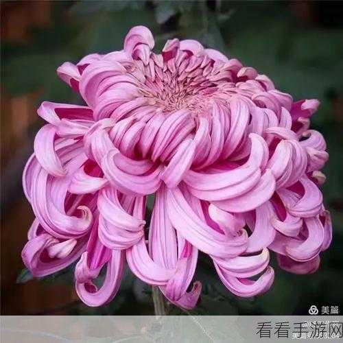 答错一题菊花一插一支笔：错一题的代价竟然是菊花插笔，这样的惩罚真让人哭笑不得！