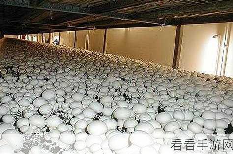 精美日产nv二线三线蘑菇:探索日产NV二线三线市场,打造精美蘑菇产品新风潮