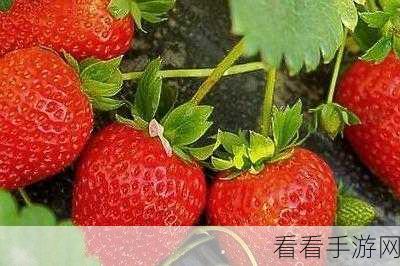 草莓视频色多多8x8x：探索草莓视频色多多：尽享娱乐与激情的全新体验！