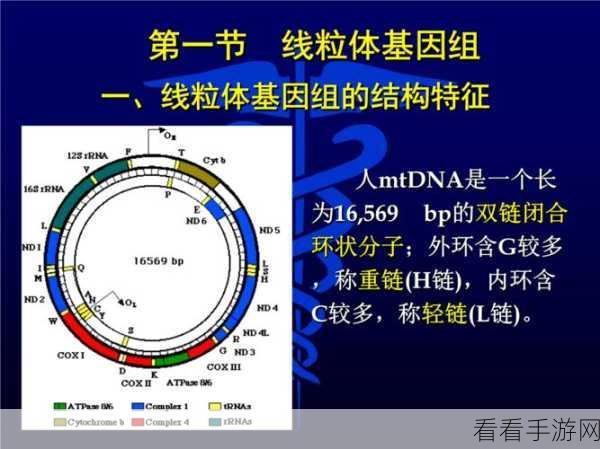 狗的基因组大小：“深入探讨狗的基因组大小及其对遗传特征的影响”