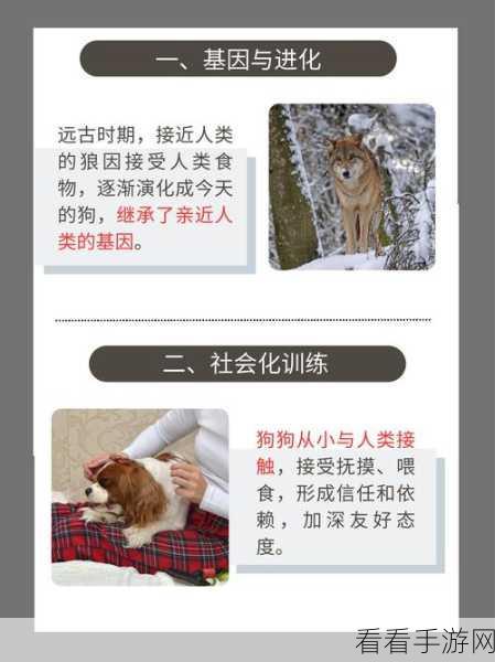 狗狗与人人zoo：人与犬的和谐共生：探索狗狗与人类的美妙关系