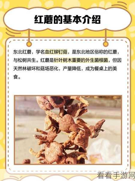 17c555黑料蘑菇：探索17c555黑料蘑菇的神秘作用与健康益处