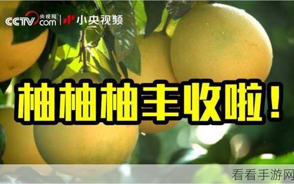 蜜柚视频网站：蜜柚视频平台：探索多元化视听盛宴，尽享精彩内容！