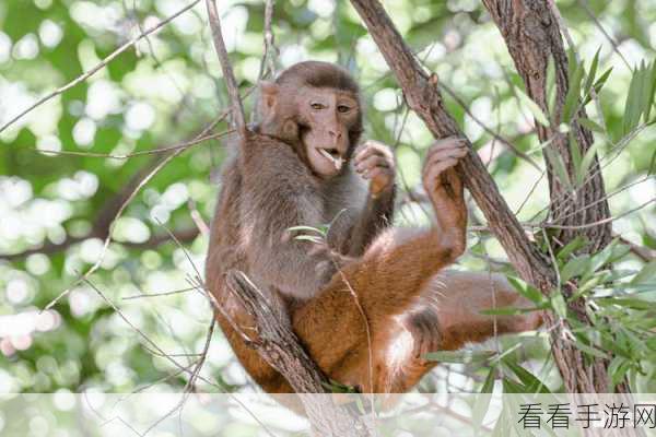 两人生猴子的全过程不盖被子：两人共度温馨时光，猴子般嬉戏不盖被子的生活