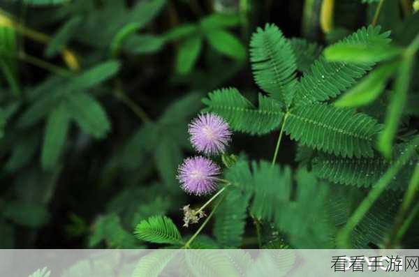 含羞草老狼信息大豆行情：深入分析含羞草、老狼与大豆行情的最新动态和趋势