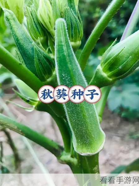 丝瓜秋葵茄子榴莲绿巨人：丰富多彩的夏季蔬果：丝瓜、秋葵、茄子与榴莲的美味探秘