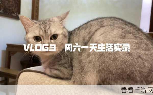 糖心短视频vlog柠檬猫：甜蜜柠檬猫的日常生活与趣味探险分享