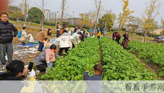 光腿拔罗卜：光腿拔萝卜，乐趣无限的田园体验之旅