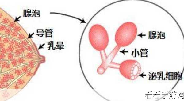 一边下奶一吃敷视频免费观看：边吃美食边享受视频，轻松提升奶水分泌体验！