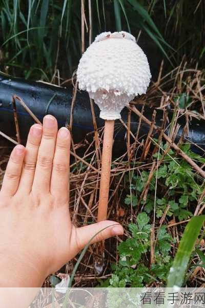 蘑菇视频吃瓜爆料入口：深入探讨蘑菇视频背后的吃瓜秘密与爆料入口