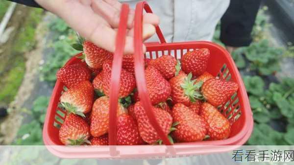草莓无码视频:草莓魅力绽放:探索多样化的美味与创意食谱