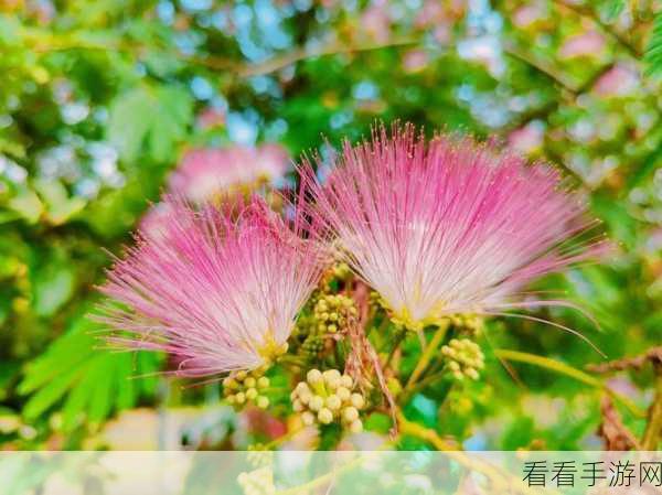 合欢视频草莓视频：探索合欢与草莓视频的精彩世界，尽享视听盛宴！