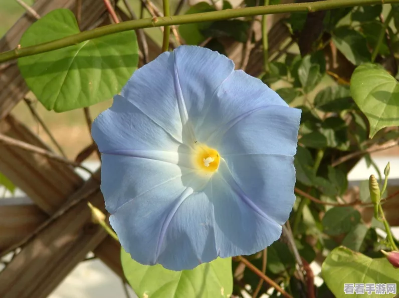 植物大战僵尸，爆炸类植物大比拼，谁才是威力之王？