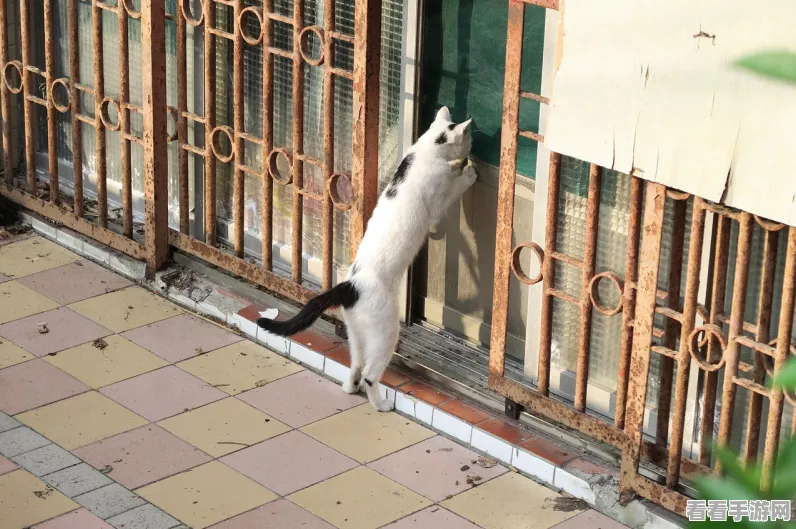 动物餐厅攻略揭秘，如何解锁约克夏妈妈角色？