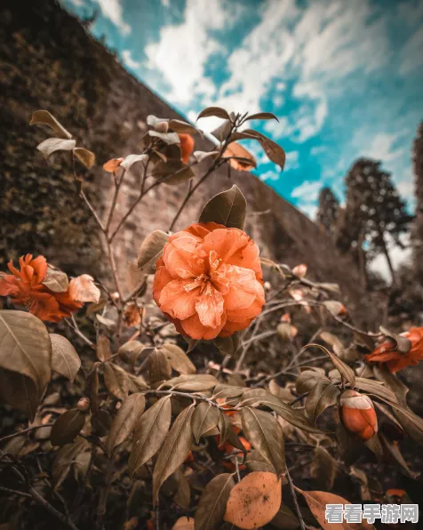 花亦山星海明灭，解锁下一关的终极攻略与细节揭秘