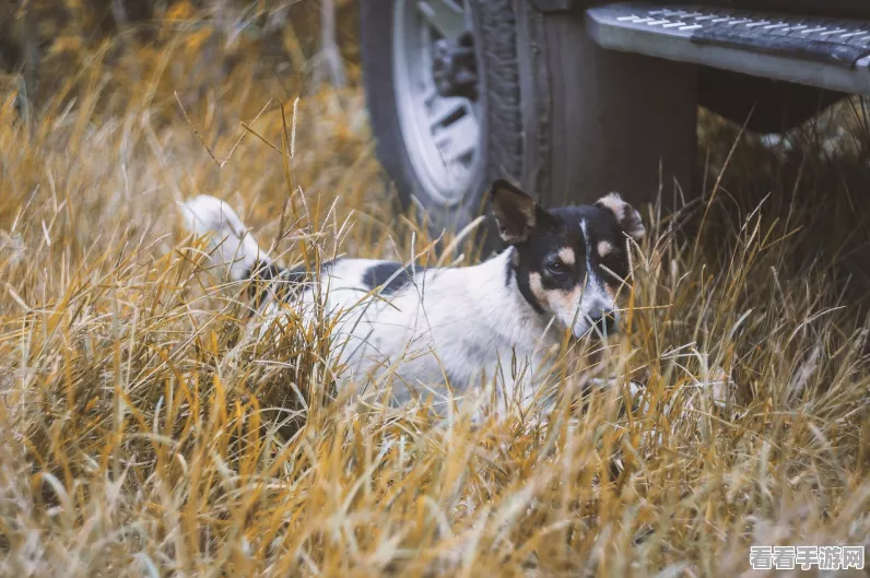幻兽帕鲁霹雳犬捕捉全攻略，揭秘出没地点与高效捕捉技巧