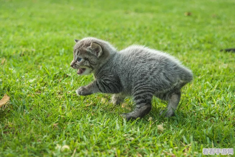 揭秘猫之城南弥生剧情，深入探索第四个结局的奥秘