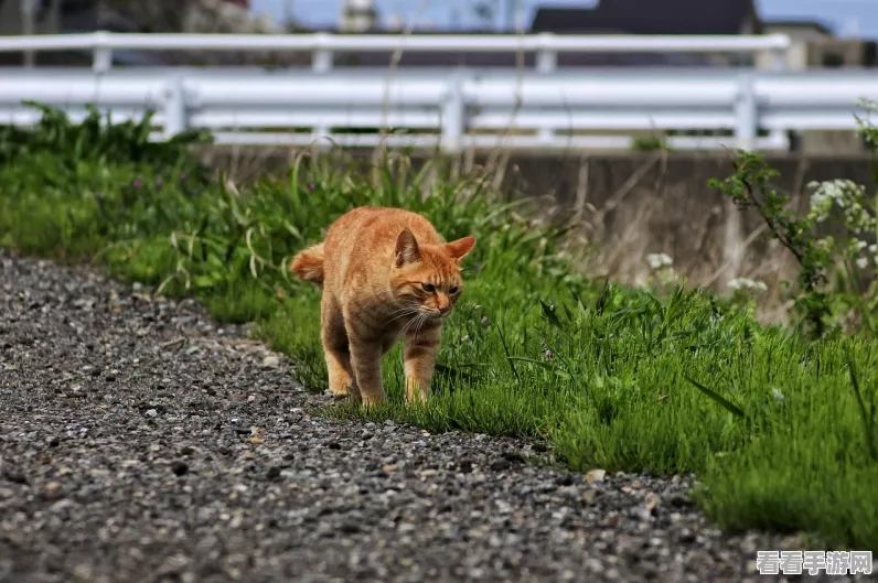 萌猫大闯关，横版跑酷新体验，萌宠冒险乐无边