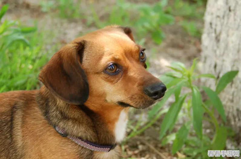 文豪迷犬，零损伤制敌，异能力战斗必胜秘籍