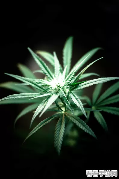原神药材竹篮挑战，解锁神秘药草地图，赢取限定奖励！