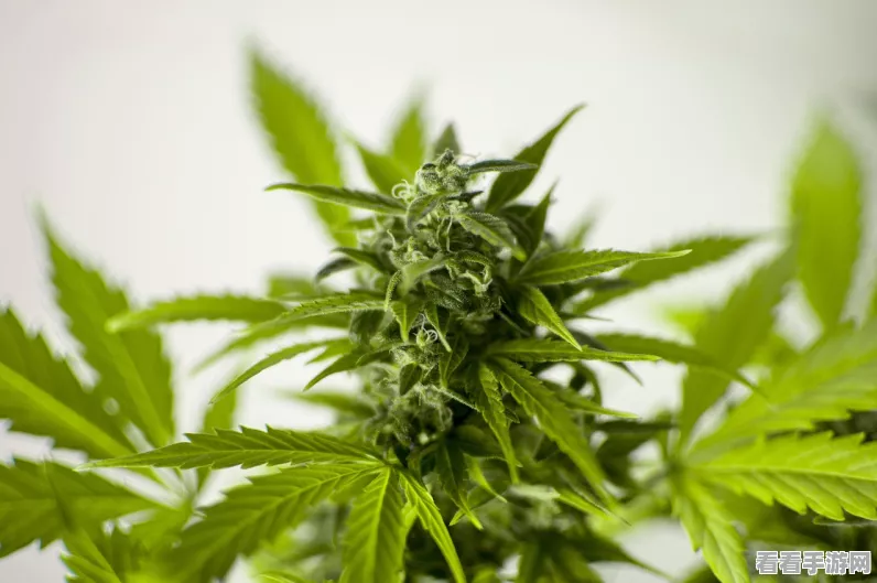 原神药材竹篮挑战，解锁神秘药草地图，赢取限定奖励！